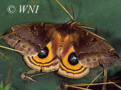 Io Moth (Automeris io)